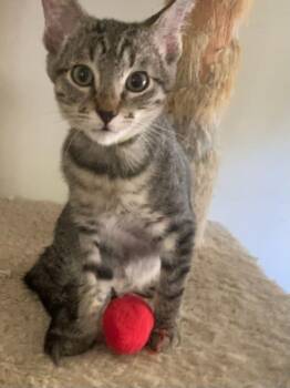 Rescue Tabby Cats for Adoption in Parlier, California - Pleasure | PetCurious