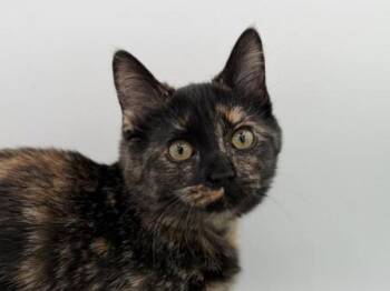 Domestic Short Hair Cats Available for Adoption - Loamy | PetCurious