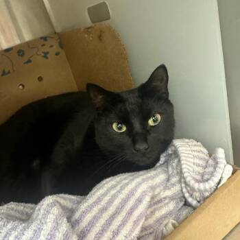 Toast -  Domestic Short Hair Cat for Adoption in Goleta, California - Toast | PetCurious