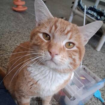 Domestic Short Hair Cats Available for Adoption in Denver, Colorado - Naruto | PetCurious