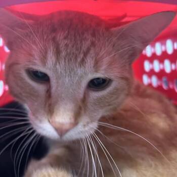 Austyn -  Domestic Short Hair Cat for Adoption in Des Moines, Iowa - Austyn | PetCurious
