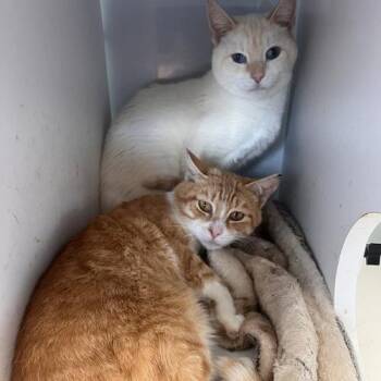 Samwise - Must Apply in Person! -  Domestic Short Hair Cat for Adoption in Georgetown, Kentucky - Samwise - Must Apply In Person! | PetCurious