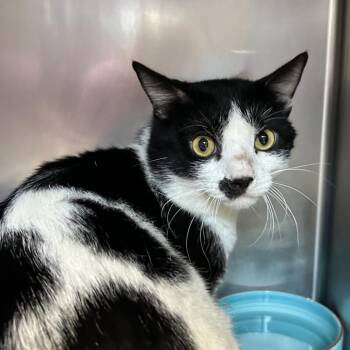 Domestic Short Hair Cats Available for Adoption in Newport, North Carolina - Nosey | PetCurious