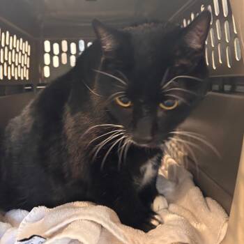 Big Mac -  Domestic Short Hair Cat for Adoption in Allentown, Pennsylvania - Big Mac | PetCurious
