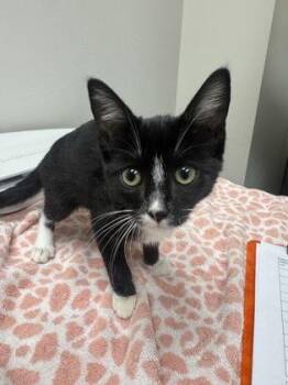 Phat Tuesday -  Domestic Short Hair Cat for Adoption in Sacramento, California - Phat Tuesday | PetCurious