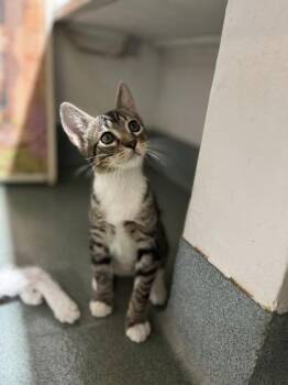 Fez -  Domestic Medium Hair and Domestic Short Hair Cat for Adoption in New Orleans, Louisiana - Fez | PetCurious