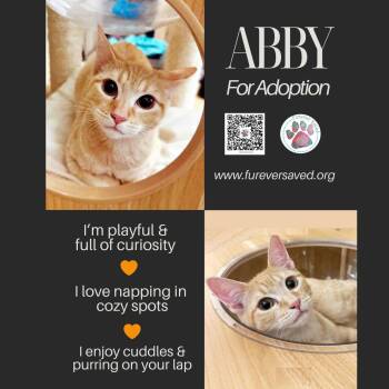 Rescue Domestic Short Hair Cats for Adoption in Miami, Florida - Abby | PetCurious