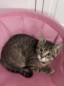 Domestic Short Hair Cats Available for Adoption in Buffalo, New York - Mimosa | PetCurious