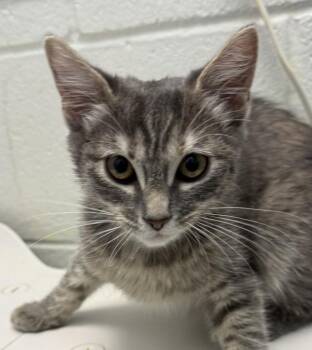 Copilot -  Domestic Short Hair Cat for Adoption in Golden, Colorado - Copilot | PetCurious