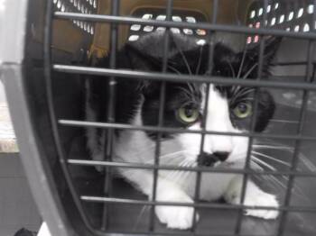 SAFFRON -  Domestic Short Hair Cat for Adoption in Omaha, Nebraska - SAFFRON | PetCurious