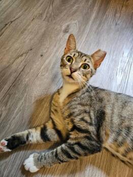 Olivia -  Domestic Short Hair Cat for Adoption in Youngsville, North Carolina - Olivia | PetCurious