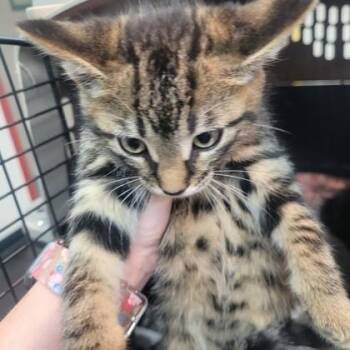 Domestic Short Hair Cats Available for Adoption in Memphis, Tennessee - Tony | PetCurious