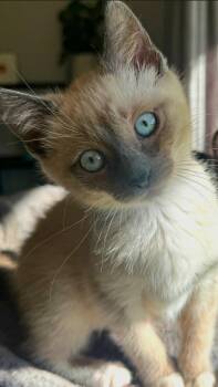 SterlingL -  Siamese Cat for Adoption in North Highlands, California - SterlingL | PetCurious