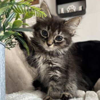 Rescue Domestic Long Hair Cats for Adoption in Ephrata, Washington - Lyla | PetCurious