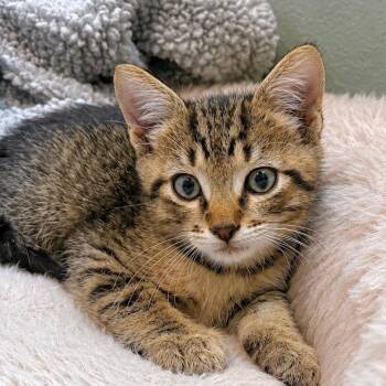 Domestic Short Hair Cats Available for Adoption in Tampa, Florida - Ember | PetCurious