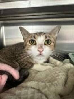 Ida -  Domestic Short Hair Cat for Adoption in Manitowoc, Wisconsin - Ida | PetCurious