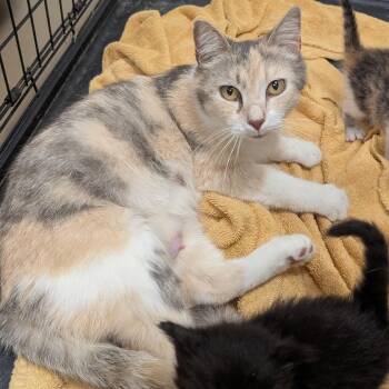 Domestic Short Hair Cats Available for Adoption in Buchanan Dam, Texas - Wren | PetCurious