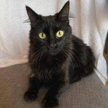 Domestic Long Hair Cats Available for Adoption - Eddy | PetCurious