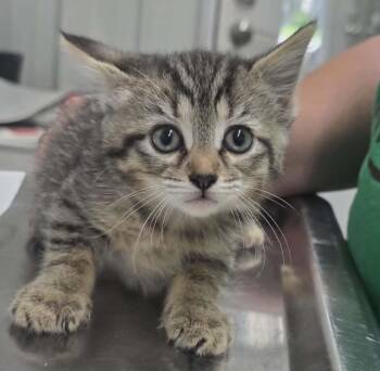 Donna -  Domestic Short Hair Cat Available for Adoption in Hillsdale, Indiana - Donna | PetCurious