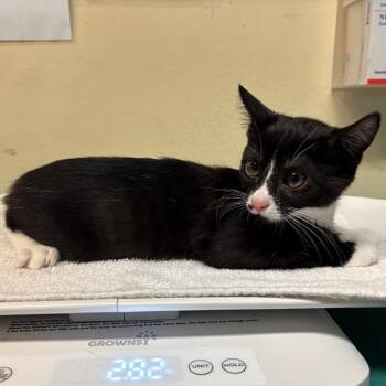 Homework -  Domestic Short Hair Cat for Adoption in Pasadena, California - Homework | PetCurious