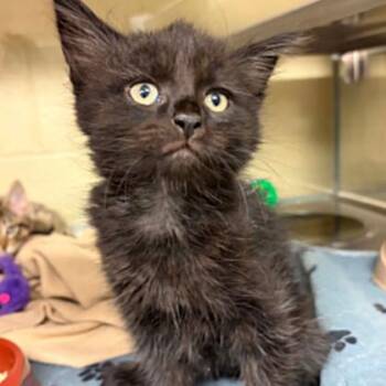 Domestic Short Hair Cats Available for Adoption in Concord, North Carolina - Papaya | PetCurious
