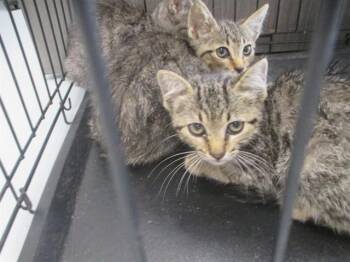 ANGELA -  Domestic Short Hair Cat Available for Adoption in Ocala, Florida - ANGELA | PetCurious