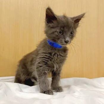 Sterling -  Domestic Medium Hair Cat for Adoption in Brentwood, Missouri - Sterling | PetCurious