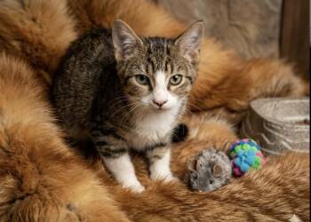 Shark Bait -  Domestic Short Hair and Tabby Cat for Adoption in Chandler, Arizona - Shark Bait | PetCurious