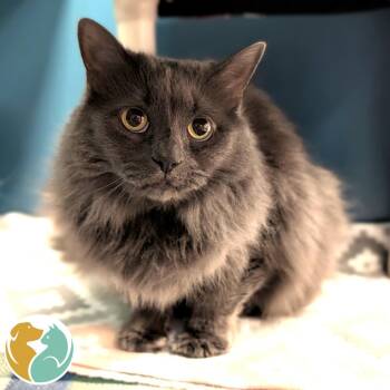 Domestic Long Hair Cats Available for Adoption in Toledo, Ohio - Stormy | PetCurious
