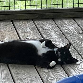 Daisy -  Domestic Short Hair Cat Available for Adoption in Tylertown, Mississippi - Daisy | PetCurious