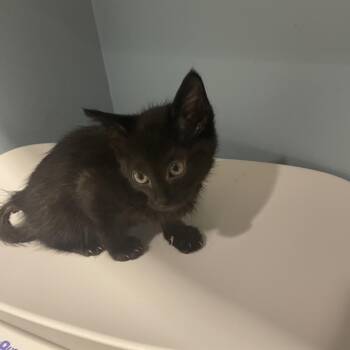 Charmer -  Domestic Short Hair Cat for Adoption in Chattanooga, Tennessee - Charmer | PetCurious