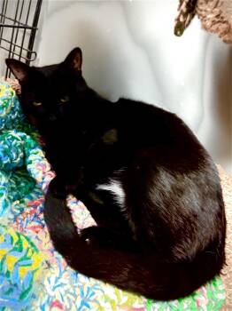 Rescue Domestic Short Hair Cats for Adoption in Hamburg, New York - Minnie | PetCurious