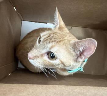 MAMAS -  Domestic Short Hair Cat for Adoption in Dallas, Texas - MAMAS | PetCurious