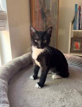 Ren 3 -  Domestic Short Hair Cat for Adoption in Tucson, Arizona - Ren 3 | PetCurious