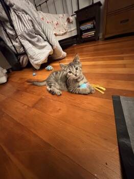 Cotton Eye Joe - Available in Foster -  Domestic Short Hair Cat for Adoption in Morristown, New Jersey - Cotton Eye Joe - Available In Foster | PetCurious