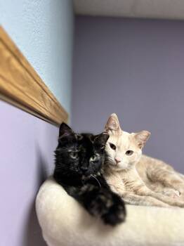 Rescue Domestic Short Hair Cats for Adoption in Temperance, Michigan - Doc | PetCurious
