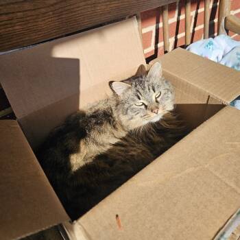 Rescue Domestic Medium Hair Cats for Adoption in Lyndhurst, Virginia - Sweetie | PetCurious