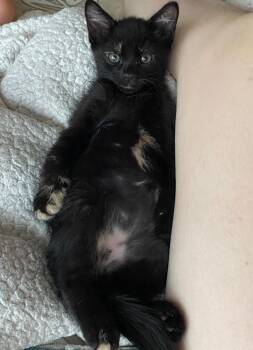 Rescue Domestic Short Hair Cats for Adoption in Davis, California - Mouse | PetCurious