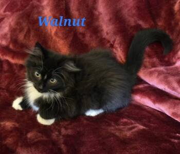 Rescue Domestic Long Hair Cats for Adoption in Vine Grove, Kentucky - Walnut | PetCurious