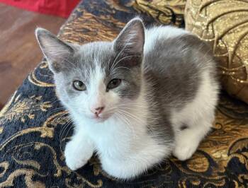 Rescue Domestic Short Hair Cats for Adoption in West Hollywood, California - Adam | PetCurious