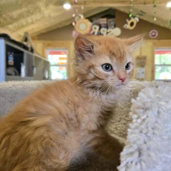 Butters -  Domestic Medium Hair Cat for Adoption in Park Falls, Wisconsin - Butters | PetCurious