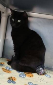 Domestic Medium Hair Cats Available for Adoption - Bruno Mars | PetCurious