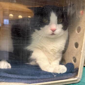 Snoopy -  Domestic Short Hair Cat for Adoption in Pasadena, California - Snoopy | PetCurious