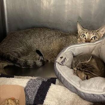 1067-C26 -  Domestic Short Hair Cat for Adoption in Port Charlotte, Florida - 1067-C26 | PetCurious