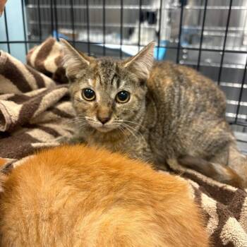 Saffron -  Domestic Short Hair Cat for Adoption in Greensboro, North Carolina - Saffron | PetCurious