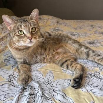 Domestic Medium Hair Cats Available for Adoption - Taylor DW 0324 | PetCurious