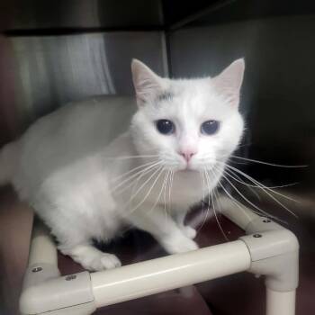 Domestic Short Hair Cats Available for Adoption in Belleville, Illinois - Snow | PetCurious