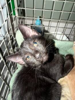 Domestic Short Hair Cats Available for Adoption in Jacksonville, Florida - WOOSER | PetCurious