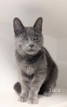 Luca -  Domestic Short Hair Cat for Adoption in Flint, Michigan - Luca | PetCurious