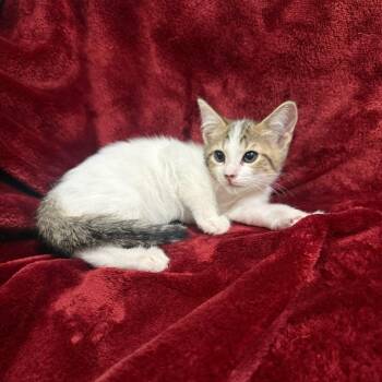 Vancouver -  Domestic Short Hair Cat for Adoption in Brea, California - Vancouver | PetCurious